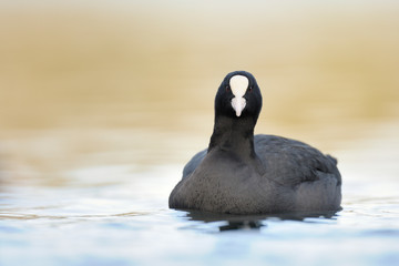 Blässhuhn Fulica atra
