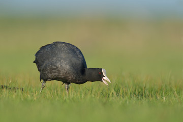 Blässhuhn Fulica atra