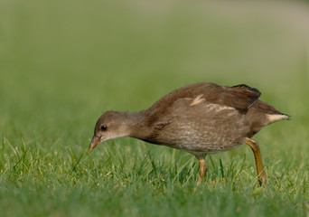 Teichhuhn Gallinula chloropus