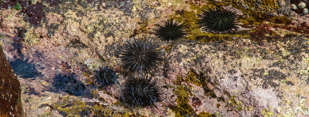 Sea urchins in the sea. Selective focus.
