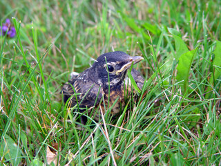 bird on the grass