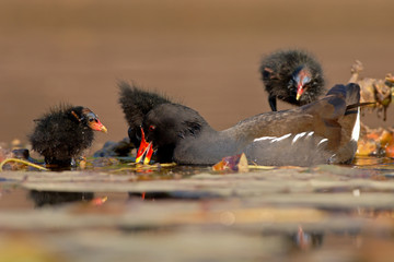 Teichhuhn Gallinula chloropus