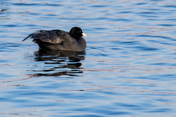 Fototapeta premium Una folaga nel lago