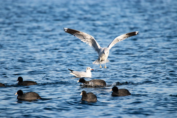 Gabbiani e folaghe in un lago