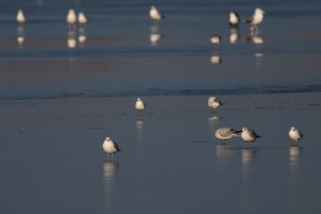 Gabbiani su un lago ghiacciato