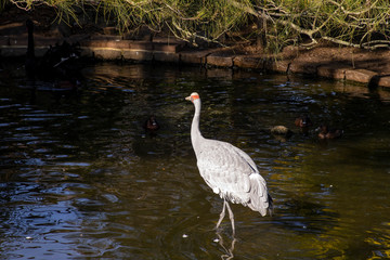 Brolga (antigone rubicunda), Sydney, Australia