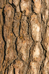 The surface of a large tree bark.