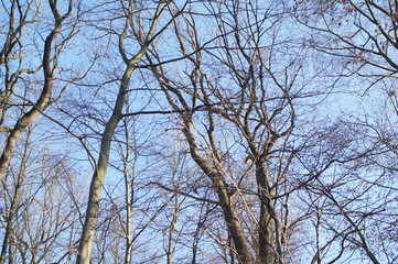 Baumkronen im Winter mit blauem Himmel