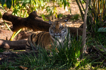 Fototapeta na wymiar Sumatran tiger cub exploring its world