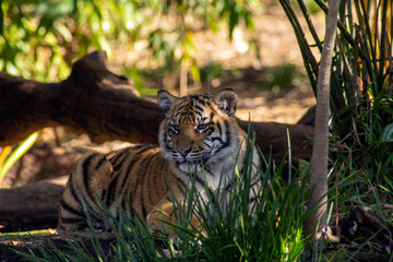 Sumatran tiger cub exploring its world