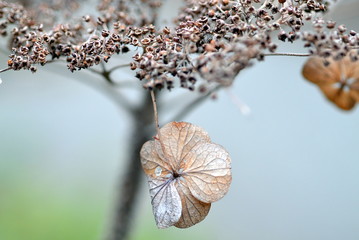 Verwelkte Blüten einer rauen Hortensie