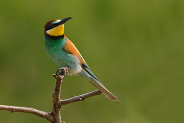 Bienenfresser Merops apiaster