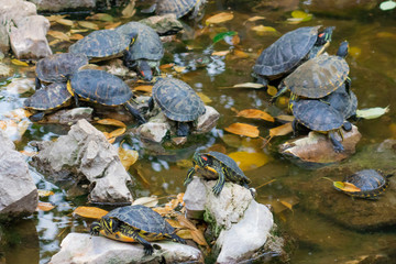 Fototapeta na wymiar Turtle pond with many turtles in the park in Athens Greece