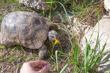 TBig turtle in Athens, Greece, eating yellow flowers. Feeding a turtle.