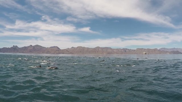 big pod of dolphins jumping in loreto baja california