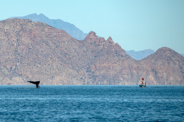 blue whale watching in baja california