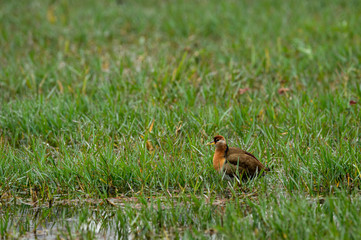 Pheasant tailed Jacana or Hydrophasianus chirurgus in a green grass field or wetland of keoladeo national park or bird sanctuary, bharatpur, rajasthan, india	