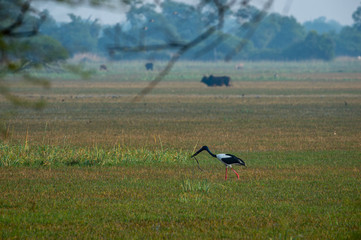 Black necked stork with snake or serpent kill in his beak misty winter morning at wetland in green backdrop of keoladeo national park or bird sanctuary,  bharatpur, india - ephippiorhynchus asiaticus