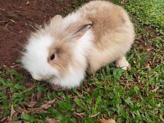 Angora rabbit are playing on the ground