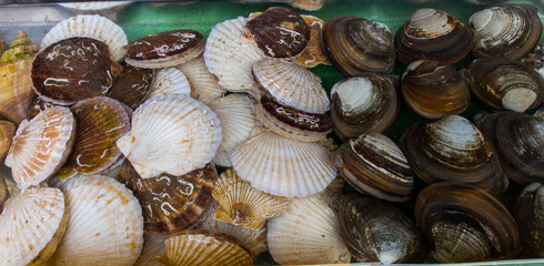 Fresh scallops and clams being displayed in tanks for sale