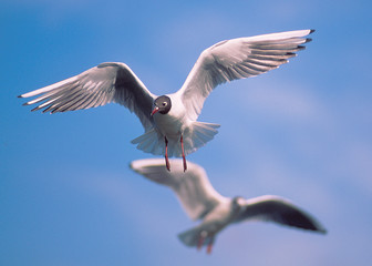 Lachmöwe Larus ridibundus