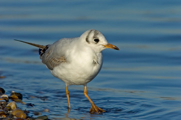 Lachmöwe Larus ridibundus