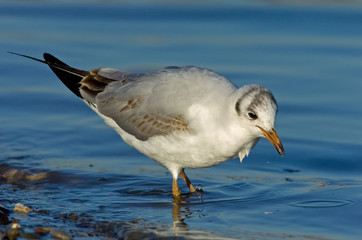 Lachmöwe Larus ridibundus