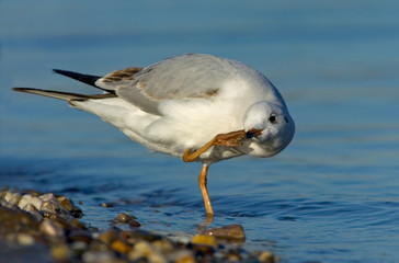 Lachmöwe Larus ridibundus