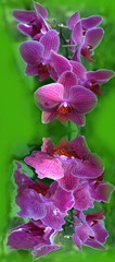 Orchids and reflections 