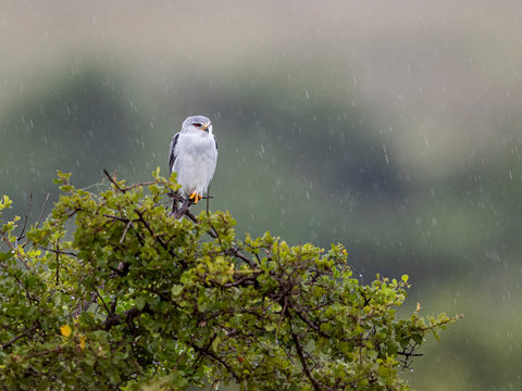 A lonely Black-winged Kite in a heavy rain. Nairobi National Park, Nairobi, Kenya.