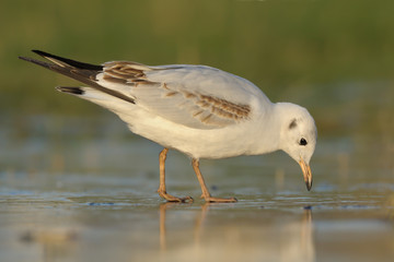 Lachmöwe Larus ridibundus