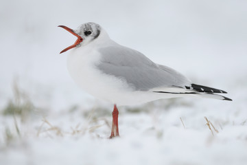 Lachmöwe Larus ridibundus