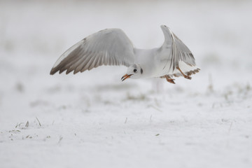Lachmöwe Larus ridibundus