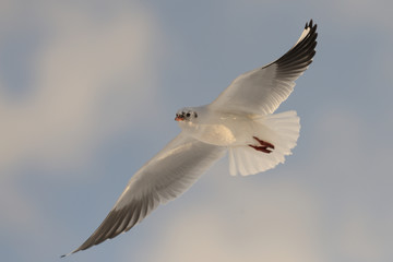 Lachmöwe Larus ridibundus