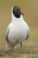 Lachmöwe Larus ridibundus