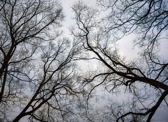 Leafless tree branches on a background of cloudy sky