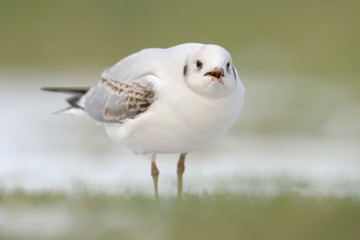 Lachmöwe Larus ridibundus
