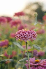 chrysanthemum flower blooming