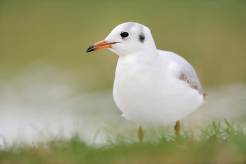 Lachmöwe Larus ridibundus