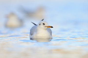 Lachmöwe Larus ridibundus
