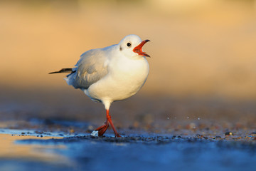 Lachmöwe Larus ridibundus