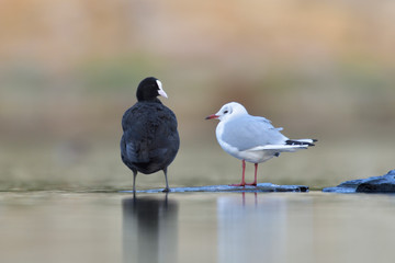 Lachmöwe Larus ridibundus