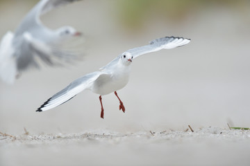 Lachmöwe Larus ridibundus