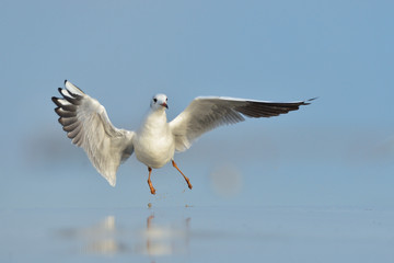 Lachmöwe Larus ridibundus