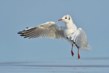 Lachmöwe Larus ridibundus