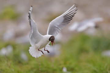 Lachmöwe Larus ridibundus