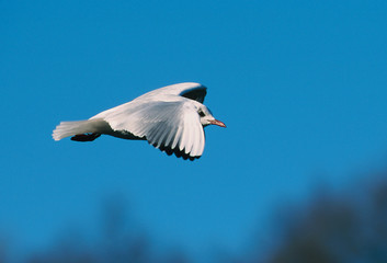 Möwe an der Ruhr