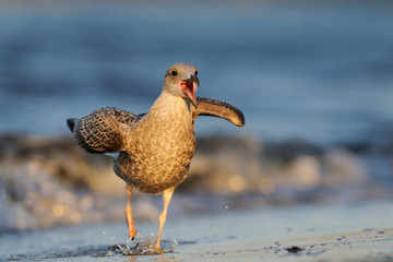 Silbermöwe Larus argentatus