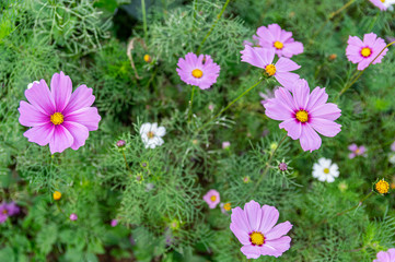 Picture of pink cosmos flower- selected focus