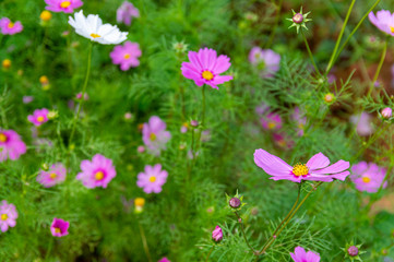 Fototapeta premium Picture of pink cosmos flower- selected focus